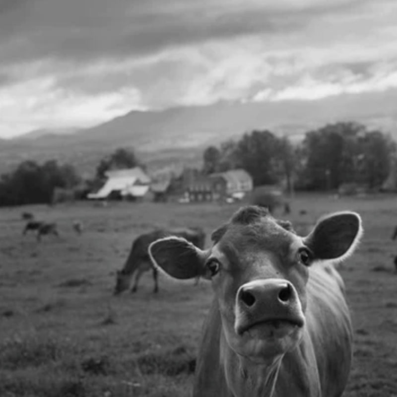 Black and Gray shot of a cow on the farm with cows in  the back