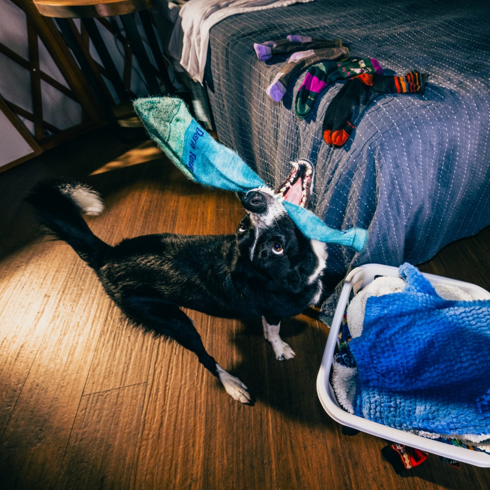 A dog dramatically grabbing a Darn Tough socks with its teeth... darn it