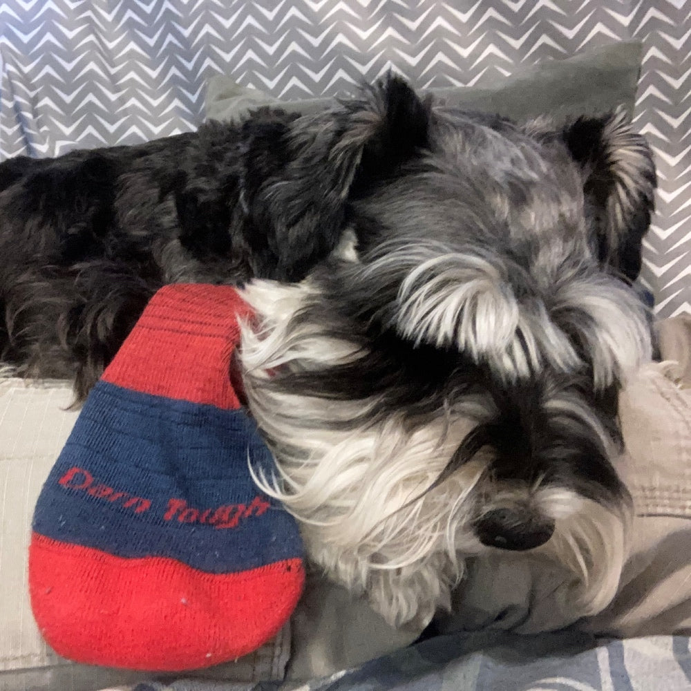 An adorable dog snuggled up on the couch with a Darn Tough sock