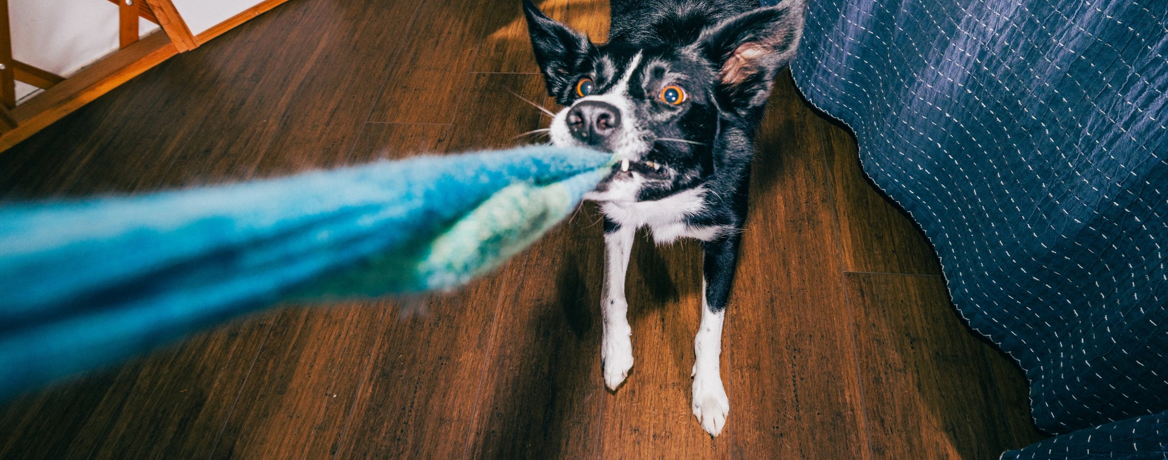 A dog tugging really hard on a Darn Tough sock, trying to steal from owner