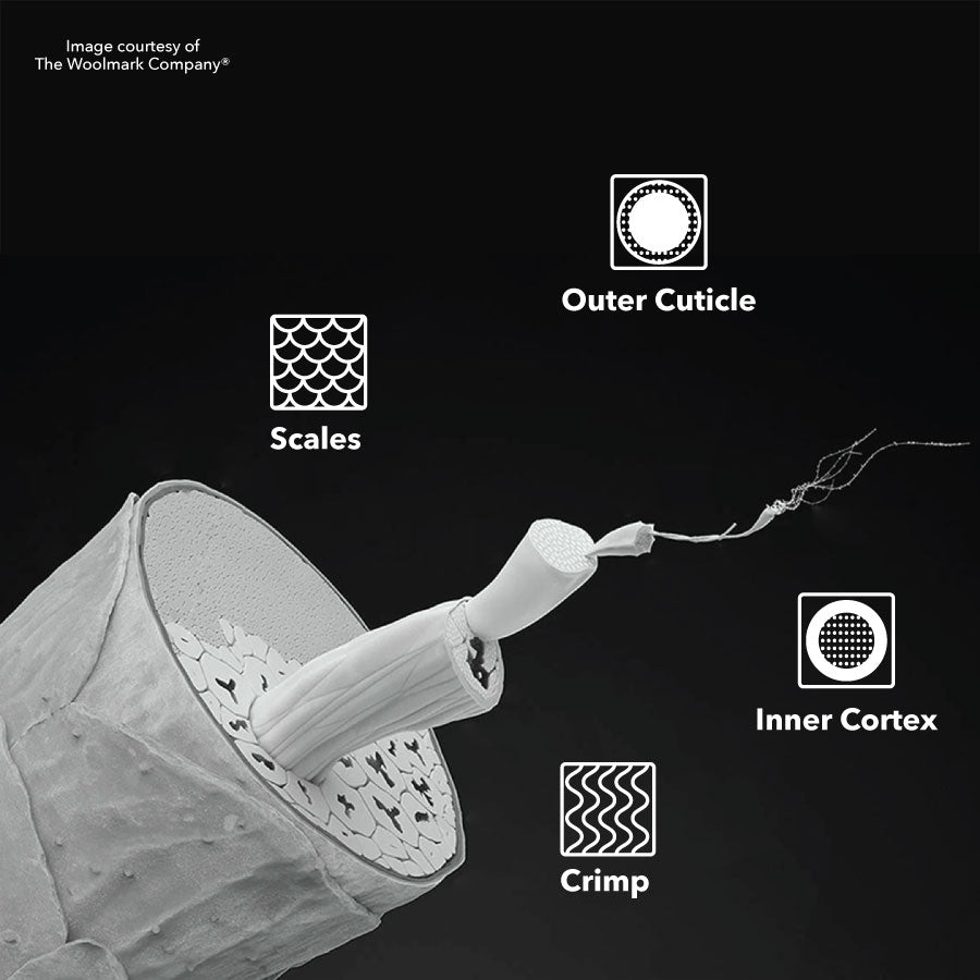 Diagram of the structure of Merino Wool fibers, showing the scales, crimp, outer cuticle, and inner cortex