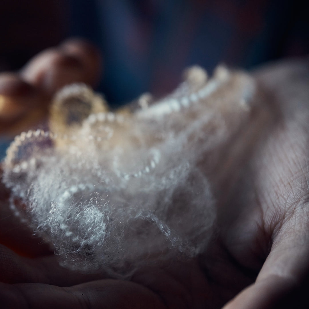 A hand holding freshly cleaned merino wool fibers