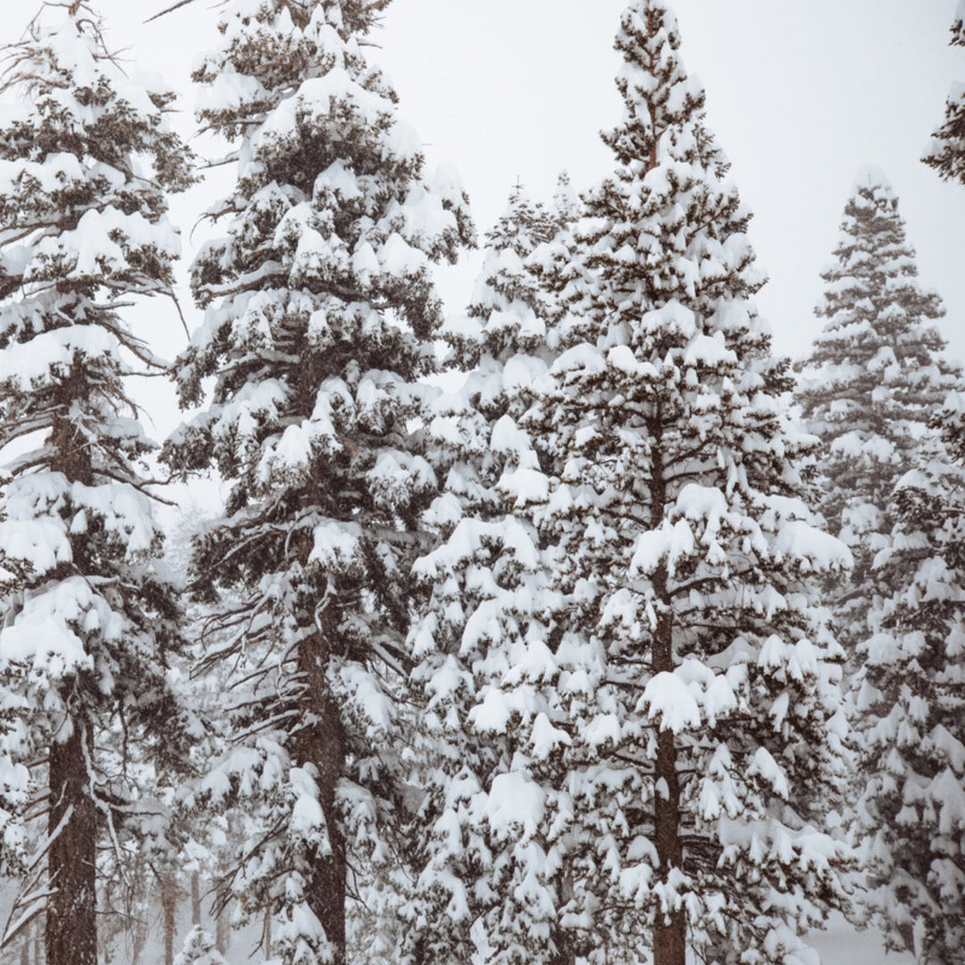 Snowy evergreen tree forest in the winter.