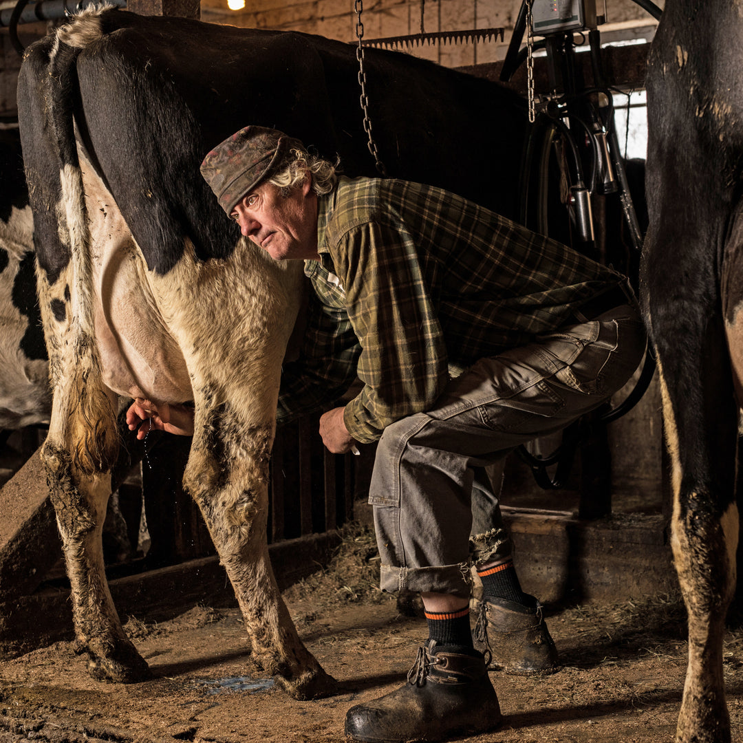 Full body shot of model leaning over milking a cow wearing the men's steely boot work sock in graphite gray