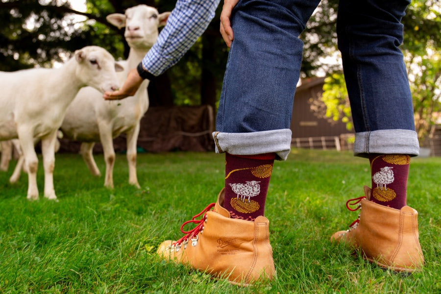 Feet wearing the Ewe-Knitty socks with sheep and yarn ball designs, while the person feeds real sheep