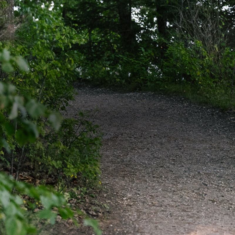 A trail through the woods, perfect for trail running