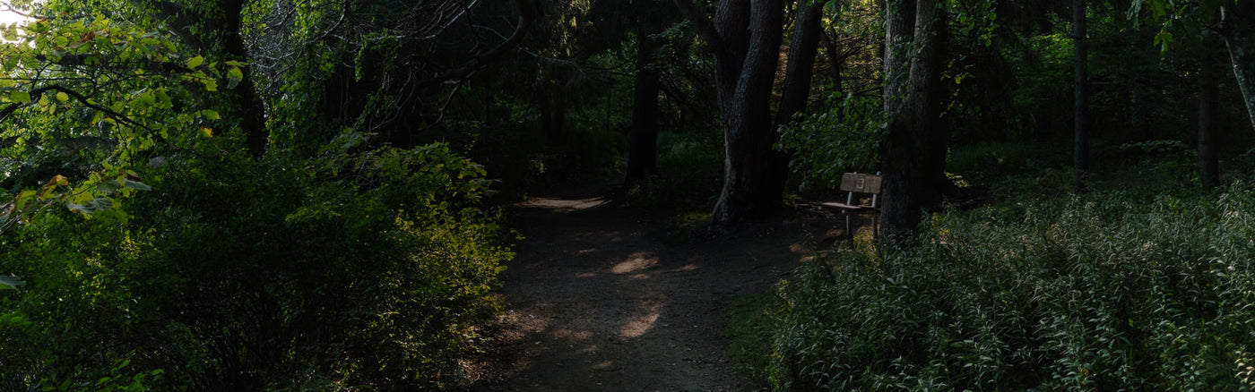 A beautiful forest with a trail running through it