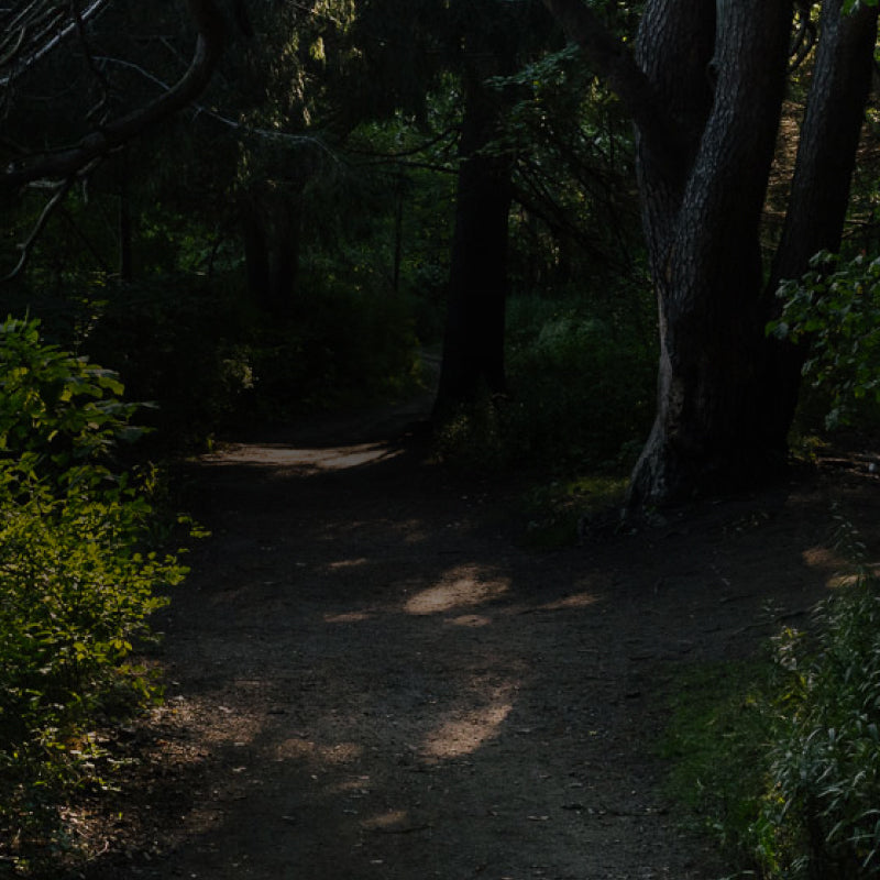 A beautiful forest with a trail running through it