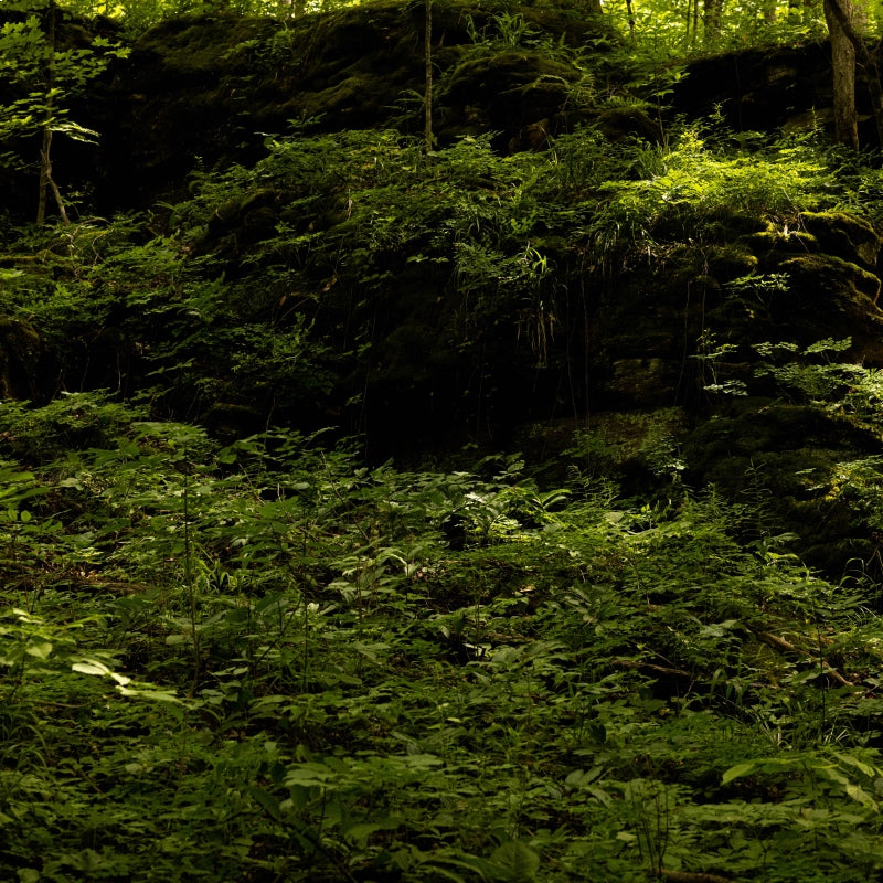 A bunch of green foliage in the woods