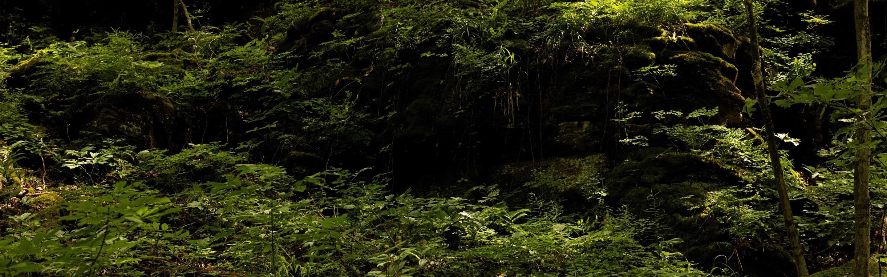 A bunch of green foliage in the woods