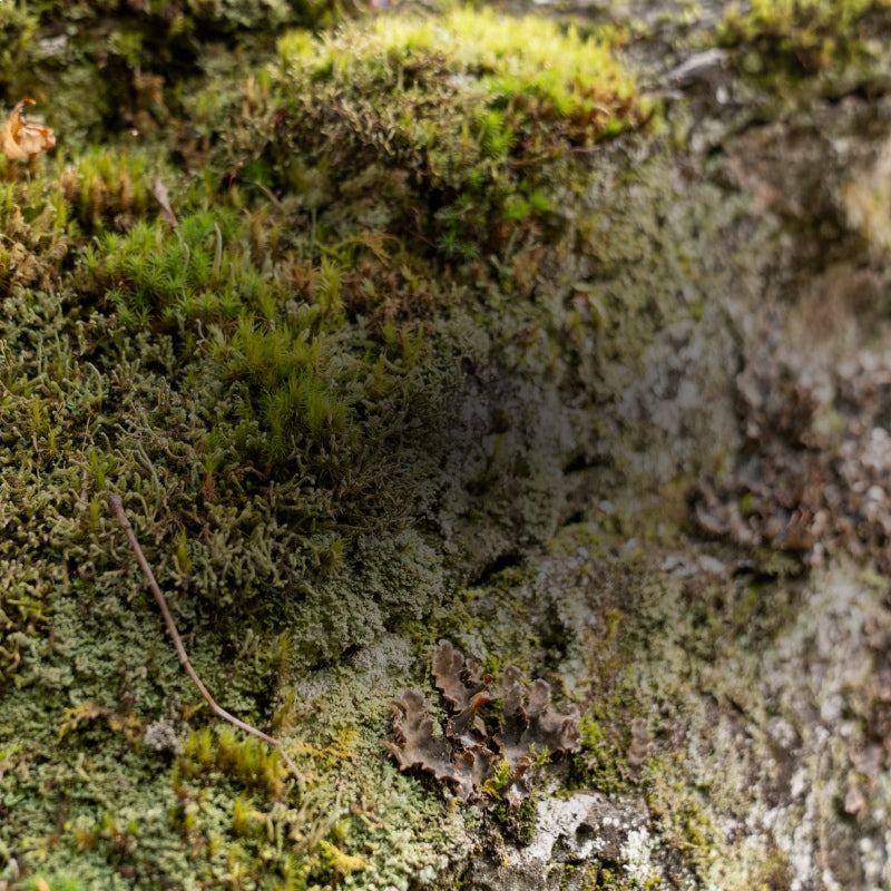 A moss-covered rock