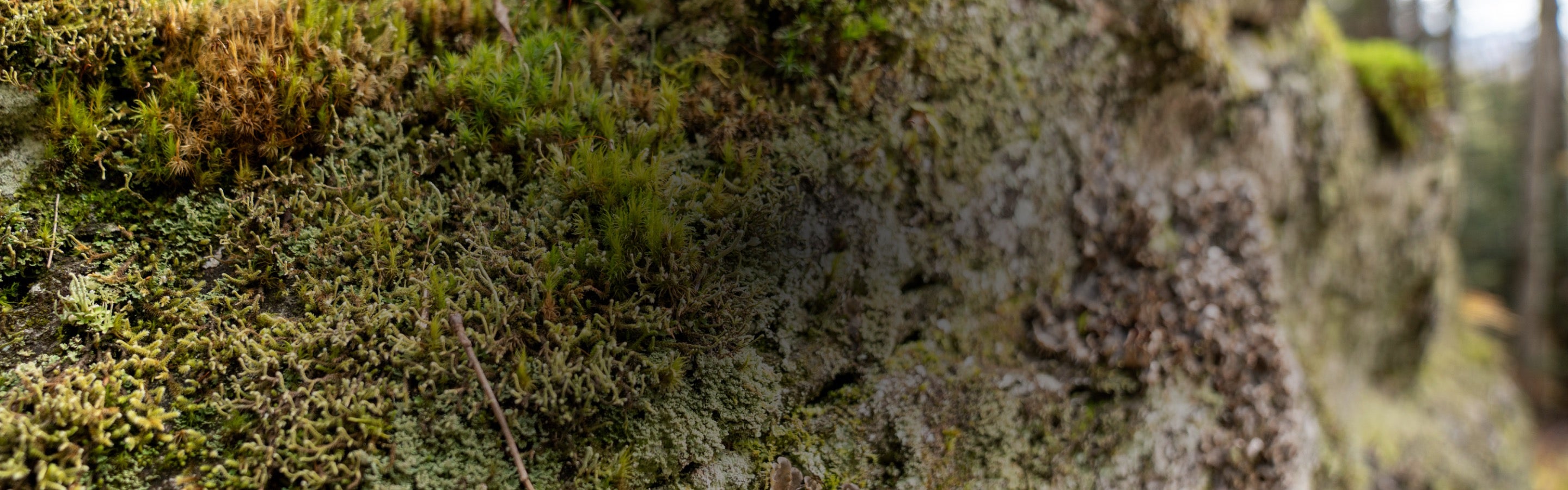 A moss-covered rock