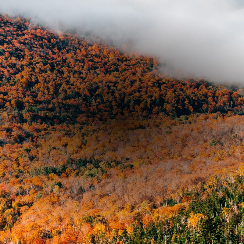 The side of a mountain the fall, with trees covered in orange leaves