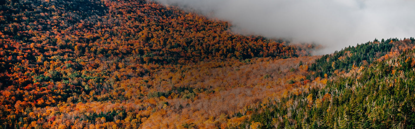 The side of a mountain the fall, with trees covered in orange leaves