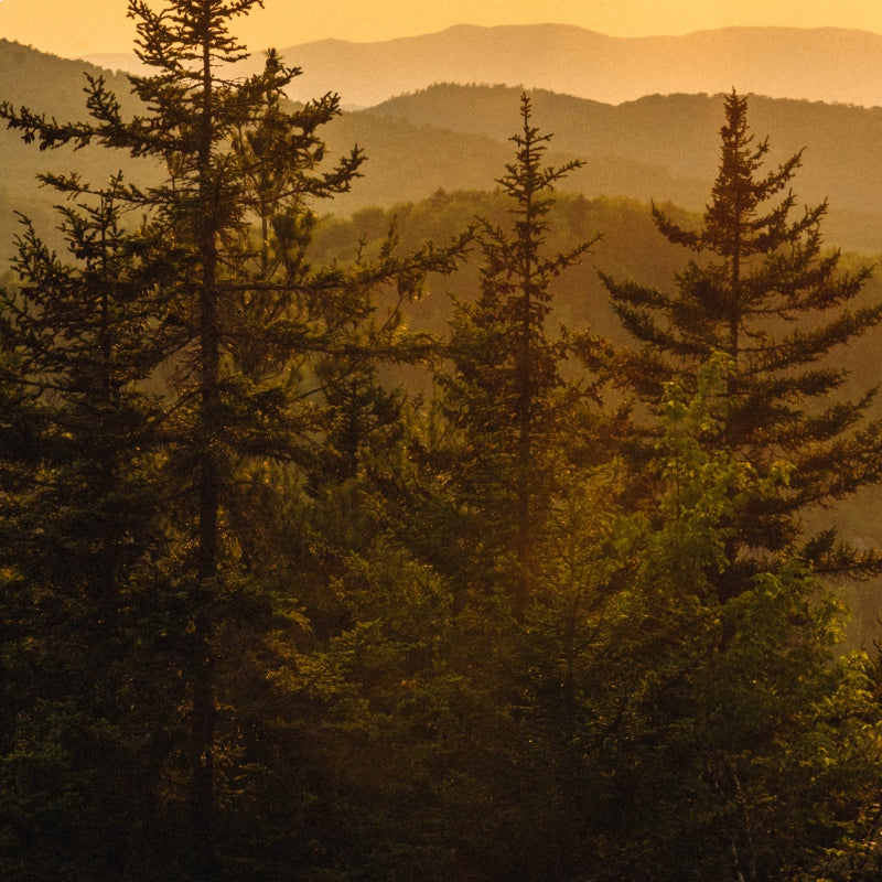 A mountain vista at sunset with pine trees