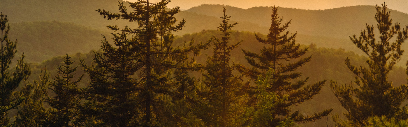 A mountain vista at sunset with pine trees